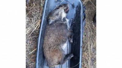 В Кузнецком районе жертвой браконьера стала молодая кабаниха - penzainform.ru