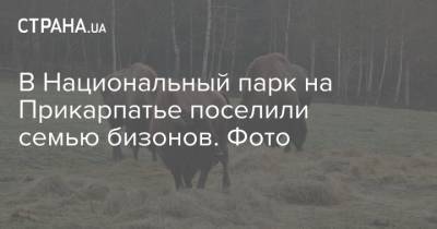 В Национальный парк на Прикарпатье поселили семью бизонов. Фото - strana.ua - Украина - Ивано-Франковская обл.
