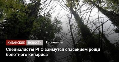 Специалисты РГО займутся спасением рощи болотного кипариса - kubnews.ru - Краснодар - Геленджик