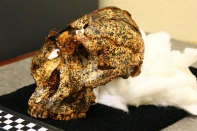 В Южной Африке нашли череп "кузена" человека, которому два миллиона лет - vkcyprus.com - Украина - Мельбурн - Юар
