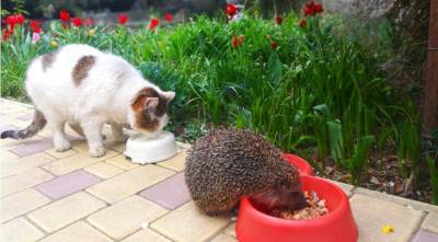 Чем и как кормить кошку правильно: что можно давать и сколько - skuke.net
