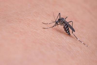 Роспотребнадзор рассказал, сколько коронавирус живет в комарах - aif.ru - Китай