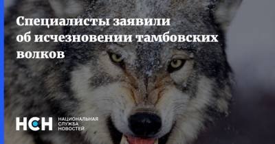 Алексей Соколов - Специалисты заявили об исчезновении тамбовских волков - nsn.fm - Тамбовская обл.