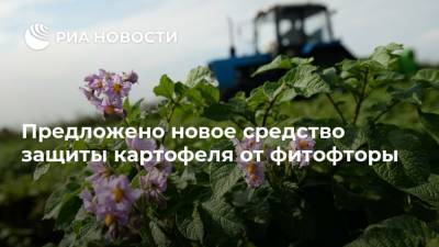 Предложено новое средство защиты картофеля от фитофторы - ria.ru - Москва - Тюмень
