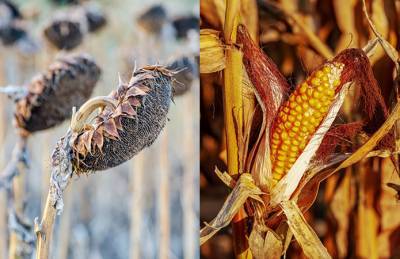USDA снизило прогнозы для Украины по кукурузе и подсолнечнику - agroportal.ua - Украина