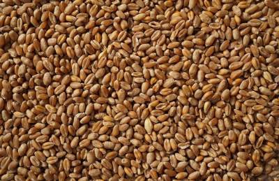 Экспорт пшеницы из Украины превысил 11 млн т - agroportal.ua - Украина