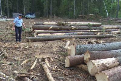 В Хабаровском крае уменьшилось количество незаконных рубок леса - hab.aif.ru - Хабаровский край