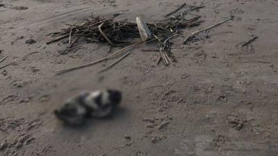 «Неизвестное существо» на берегу Финского залива оказалось телом младенца - 5-tv.ru - Санкт-Петербург