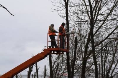 В Иванове за обрезкой деревьев следят дендрологи - mkivanovo.ru