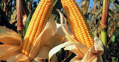 В Украине в этом году существенно снизилась урожайность кукурузы - tsn.ua - США - Украина - Снижение