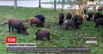 Свиньи прогулки: в Херсонской области кабаны облюбовали городской парк - tsn.ua - Германия - Херсонская обл. - Херсон - Херсонская Область