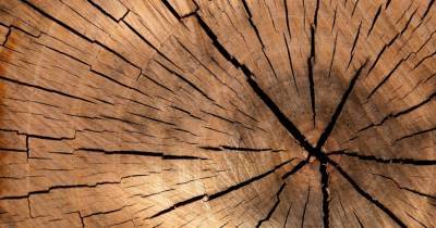 В годовых кольцах деревьев нашли следы сверхновых - popmech.ru - шт. Колорадо