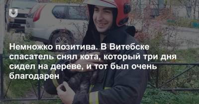 Немножко позитива. В Витебске спасатель снял кота, который три дня сидел на дереве, и тот был очень благодарен - news.tut.by - Витебск