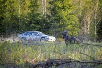 Сбитый лось влетел водителю в копеечку - vologda-poisk.ru - Белозерск