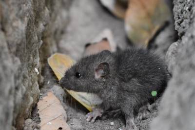 Виновна домашняя крыса: в Германии обнаружили первый случай заболевания хантавируса - newsone.ua - Германия - Сеул