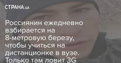 Россиянин ежедневно взбирается на 8-метровую березу, чтобы учиться на дистанционке в вузе. Только там ловит 3G - strana.ua - Россия