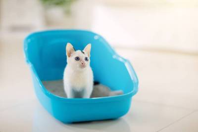 Почему кошка игнорирует свой лоток и как избавиться от запаха кошачьей мочи в доме? - skuke.net