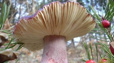 На Одесчине за 13 дней отравилось грибами больше человек, чем за три года - lenta.ua - Одесса - Одесская обл.