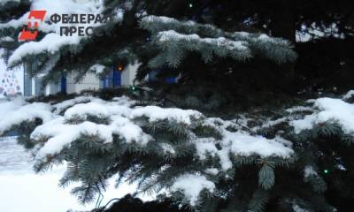 В Новосибирске елки начнут продавать за месяц до Нового года - fedpress.ru - Новосибирск - р-н Советский - Первомайск