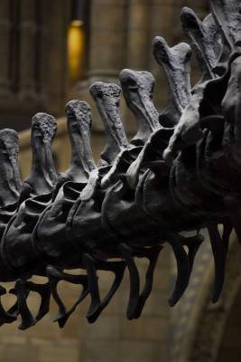 Палеонтологи 100 лет считали динозавров акулами - lenta.ua - Украина