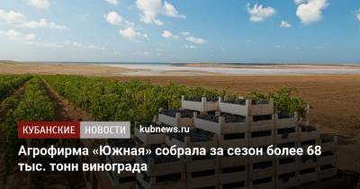 Агрофирма «Южная» собрала за сезон более 68 тыс. тонн винограда - kubnews.ru - Виноград