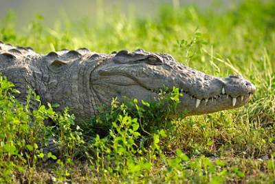 Крокодил убил девушку из-за местного обычая - lenta.ru - India - штат Гуджарат - Australia - штат Квинсленд