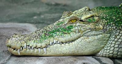 Девушка погибла в пасти крокодила из-за древнего обычая - ren.tv - Индия - India - штат Гуджарат