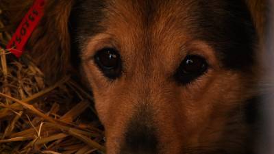 Иркутский приют проверяют из-за жестокого обращения с животными. - riafan.ru - Иркутская обл.