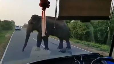 Слон остановил автобус на дороге ради бананового выкупа - vesti.ru - Индия - Шри Ланка