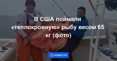 Вирджиния - В США поймали «теплокровную» рыбу весом 65 кг (фото) - news.mail.ru - США