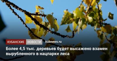 Роза Хутор - Более 4,5 тыс. деревьев будет высажено взамен вырубленного в нацпарке леса - kubnews.ru - Сочи - район Каневский