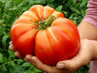Крупноплодные сорта томатов – 10 гигантов - skuke.net