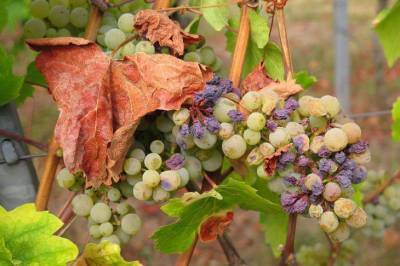 Как правильно обрезать виноград осенью: дачные хитрости - skuke.net
