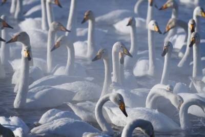 Более трех сотен лебедей прилетели зимовать на незамерзающее алтайское озеро - interfax-russia.ru - Россия - Алтайский край - р-н Советский