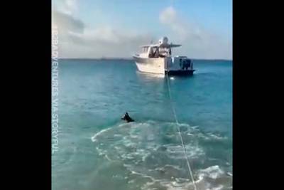 Верная собака прыгнула на акулу ради защиты хозяина - lenta.ru - USA - шт. Калифорния - Australia - штат Квинсленд
