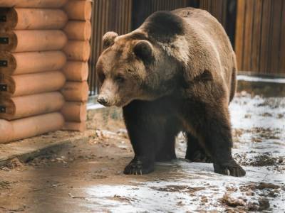 Медведи Миша и Маша из нижегородского «Мишутки» готовятся к спячке в «Маленькой стране» - vgoroden.ru - Швейцария