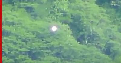 На видео сняли странный светящийся шар, парящий над лесом в Мексике - profile.ru - Мексика