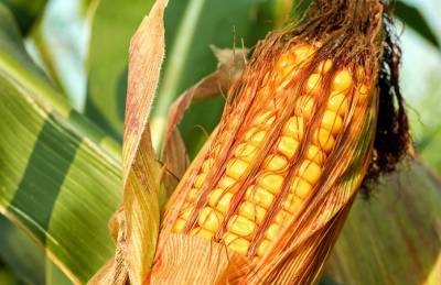 Экспорт кукурузы из Украины превысил 3,5 млн т - agroportal.ua - Украина