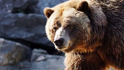 На Аляске самолет сбил медведя при посадке - gazeta.ru - Югра - шт.Аляска - state Alaska