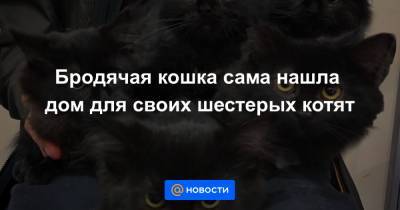 Бродячая кошка сама нашла дом для своих шестерых котят - news.mail.ru - Канада