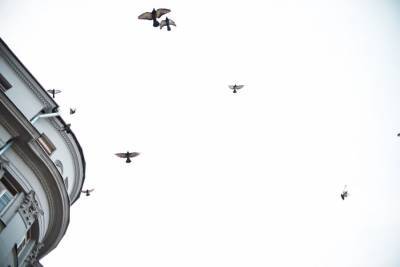 В МЧС рассказали о повышении риска столкновения самолетов с перелетными птицами - m24.ru - Москва - Россия - Уральск - Нижневартовск - Приволжск
