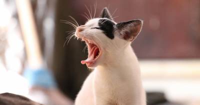 "Покорми!": создано приложение для перевода кошачьего мяуканья в слова - ren.tv