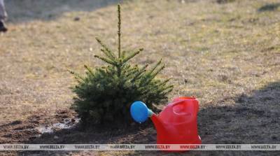 Александр Рогачук - Более 30 тыс. деревьев высадили в Бресте в этом году - belta.by