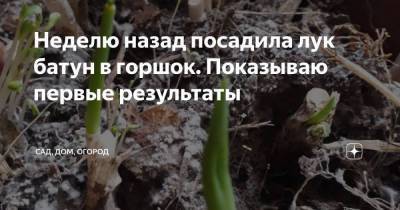 Неделю назад посадила лук батун в горшок. Показываю первые результаты - skuke.net