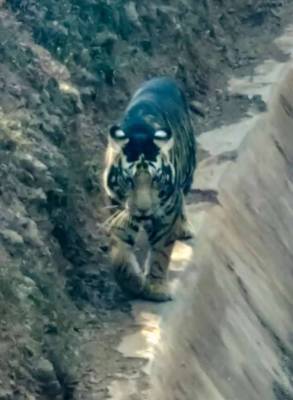Редкий тигр-меланист замечен в Индии - skuke.net - India - штат Одиша