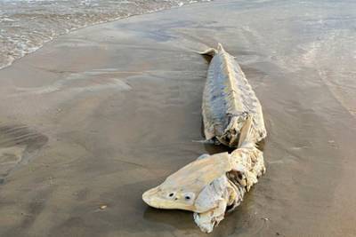 Доисторическую рыбу длиной полтора метра прибило к берегу - lenta.ru - США - штат Виргиния