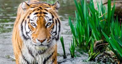 Бродил по фермам и шоссе: в Индии рассказали о "приключениях" тигра, который преодолел рекордных 3 тыс. км - tsn.ua - Индия - Вьетнам