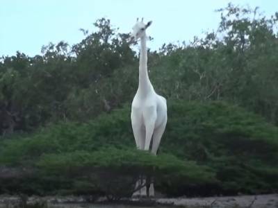 Единственного оставшегося в мире белого жирафа оснастили GPS, чтобы отпугивать браконьеров - gordonua.com - Кения