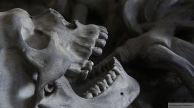 Следком подтвердил обнаружение скелета мужчины в канализации Новосибирска - newinform.com - Новосибирск - р-н Советский