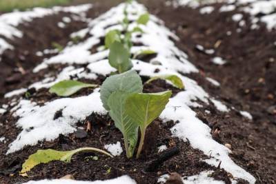 Как посеять капусту под зиму, и что для этого надо знать - skuke.net